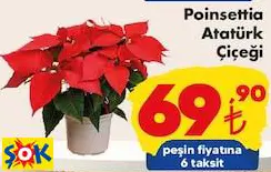 POİNSETTİA ATATÜRK ÇİÇEĞİ